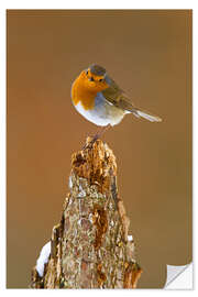 Wall sticker Robin on tree stump in winter