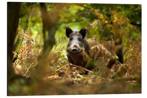 Print på aluminium Boar in the deciduous forest