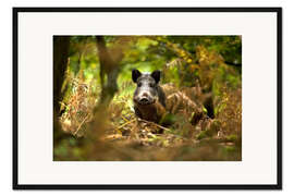 Gerahmter Kunstdruck Wildschwein im Laubwald