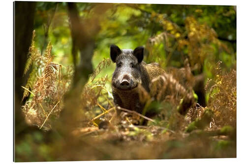 Gallery print Boar in the deciduous forest