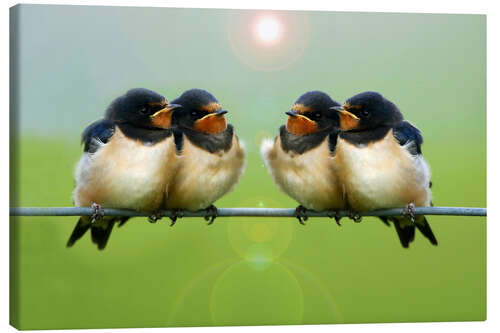 Canvas print Barn swallows on a wire