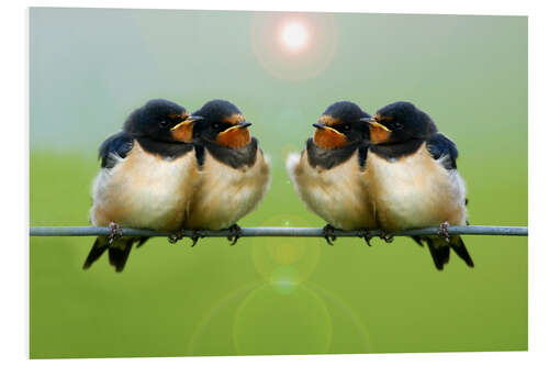 Foam board print Barn swallows on a wire