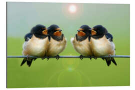 Magnettafel Rauchschwalben auf einem Draht