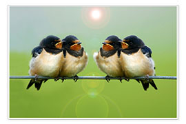 Poster Barn swallows on a wire