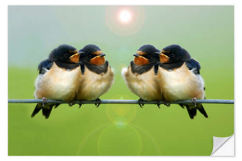 Sisustustarra Barn swallows on a wire
