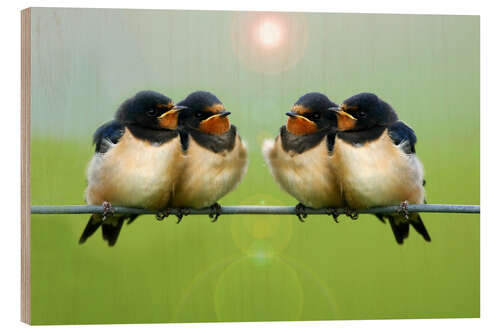 Wood print Barn swallows on a wire