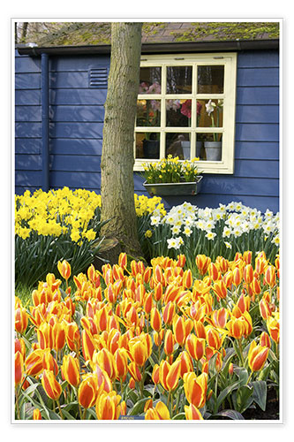Poster Tulips in the Keukenhof in Lisse