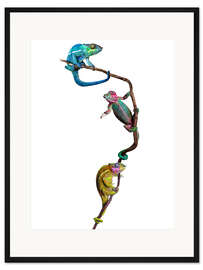 Gerahmter Kunstdruck Bunte Chamäleons