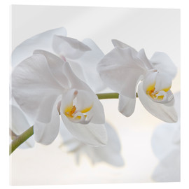 Tableau en verre acrylique  Orchidée blanche - Heidi Bollich