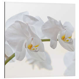 Alubild Weisse Orchidee