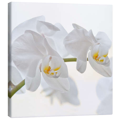 Leinwandbild Weisse Orchidee