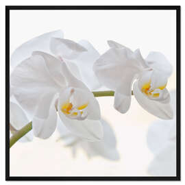 Gerahmter Kunstdruck Weisse Orchidee