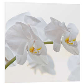 Foam board print White Orchid