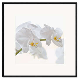 Plakat artystyczny premium w ramie White Orchid