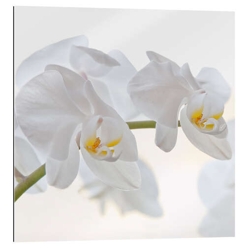 Gallery print White Orchid