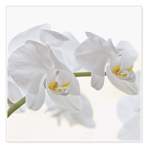 Poster Weisse Orchidee