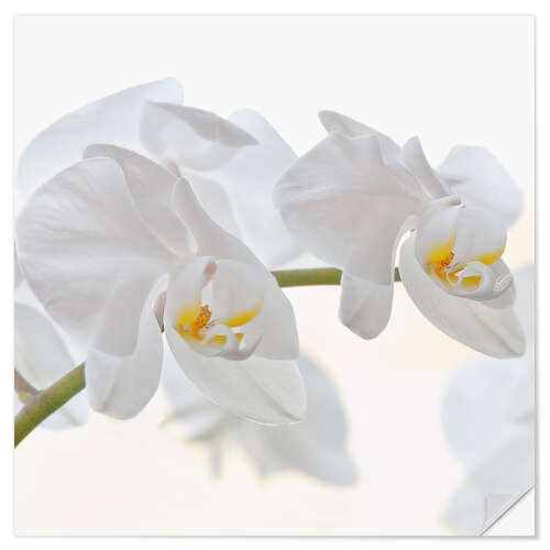 Muursticker White Orchid