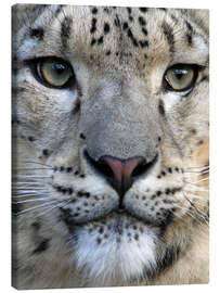 Stampa su tela  snow leopard - Wolfgang Dufner