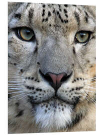 Foam board print snow leopard