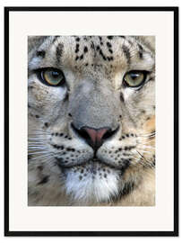 Framed art print snow leopard