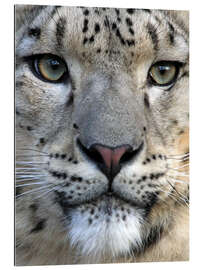 Gallery print snow leopard