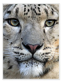 Kunstwerk  snow leopard - Wolfgang Dufner