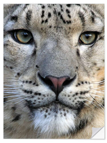 Selvklebende plakat snow leopard