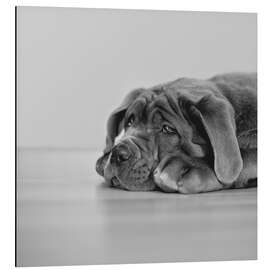 Aluminium print So a dog´s life I