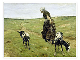 Poster Woman with goats in the dunes