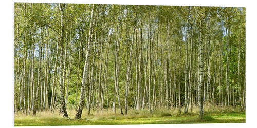 Foam board print Beautiful birch forest