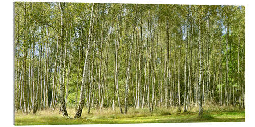 Gallery print Beautiful birch forest