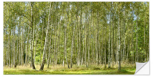 Wall sticker Beautiful birch forest