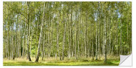 Autocolante decorativo Beautiful birch forest