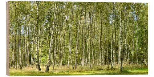 Wood print Beautiful birch forest