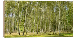 Holzbild Schöner Birkenwald