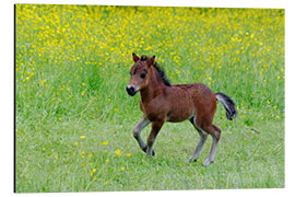 Aluminium print foal