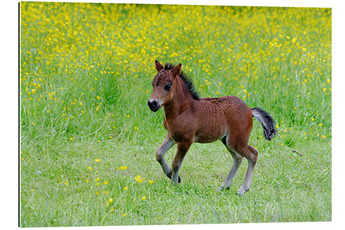 Gallery print foal