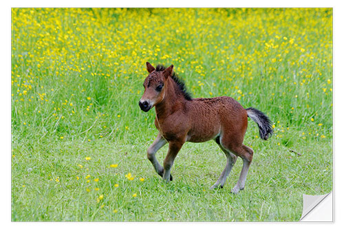 Naklejka na ścianę foal