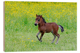 Hout print foal