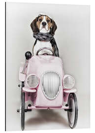 Aluminium print A Beagle driving a car