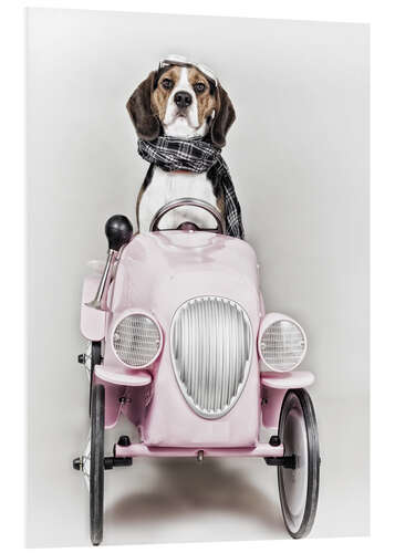 Tableau en PVC A Beagle driving a car