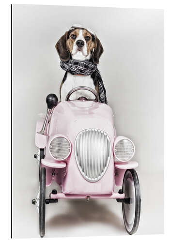 Gallery print A Beagle driving a car