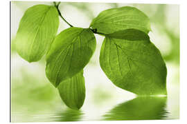 Gallery print Green Leaves I