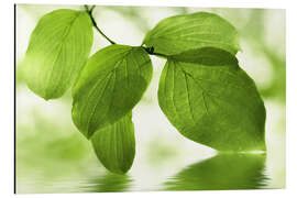 Magnettafel Grüne Blätter I