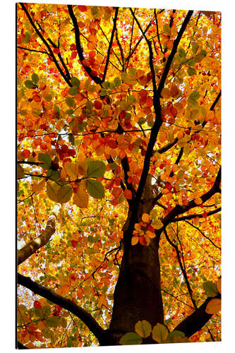 Aluminium print Autumn Tree