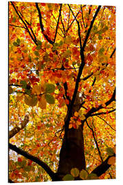 Quadro em alumínio Autumn Tree