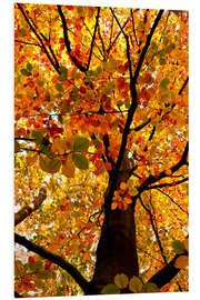 Foam board print Autumn Tree