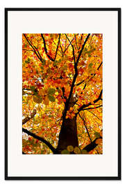 Gerahmter Kunstdruck Herbstbaum