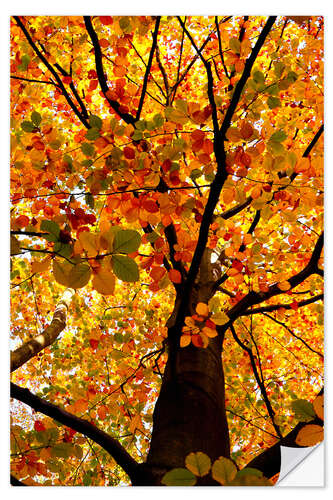 Selvklebende plakat Autumn Tree