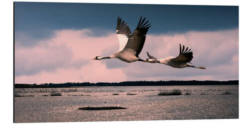 Aluminium print Sweden - cranes at Lake Hornborga